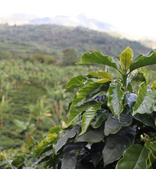 coffee, colombia, green-1564093.jpg