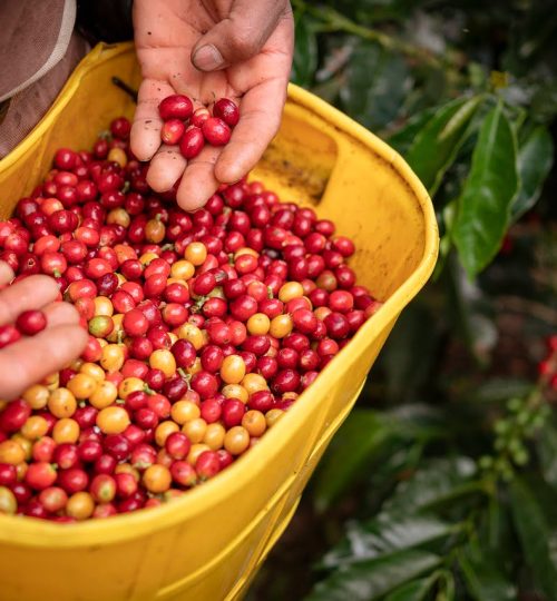 farming, coffee, colombian coffee-6959629.jpg